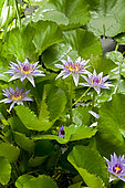 Blue Lotus (Nymphaea caerulea) 'Savigny' in bloom