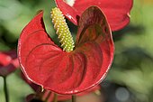 Anthurium (Anthurium sp)