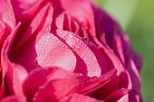 Dew on Buttercup petal (Ranunculus sp)
