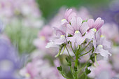 Capejewel (Nemesia fruticans), flowers