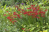Swan Crocosmia (Crocosmia masoniorum) 'Lucifer' in bloom