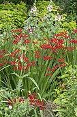Swan Crocosmia (Crocosmia masoniorum) 'Lucifer' in bloom in a garden
