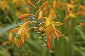 Garden montbretia (Crocosmia x crocosmiiflora) in bloom