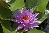 Water lily (Nymphaea sp) in bloom