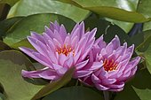 Water lily (Nymphaea sp) in bloom