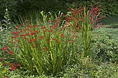Swan Crocosmia (Crocosmia masoniorum) 'Lucifer' in bloom