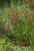 Swan Crocosmia (Crocosmia masoniorum) 'Lucifer' in bloom