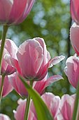 Tulip 'Salmon Impression' in bloom in a garden