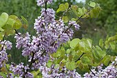 Judas tree (Cercis siliquastrum) in bloom