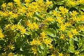 Honey bee (Apis mellifera) on Selskianum Stonecrop (Sedum selskianum) in bloom