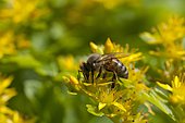 Honey bee (Apis mellifera) on Selskianum Stonecrop (Sedum selskianum) in bloom