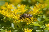 Honey bee (Apis mellifera) on Selskianum Stonecrop (Sedum selskianum) in bloom