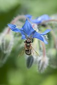 Honey bee (Apis millifera) on a borage flower (Borago officinalis)
