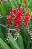 Swan Crocosmia (Crocosmia masoniorum) 'Lucifer' in bloom