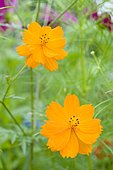 Sulphur cosmos (Cosmos sulphureus) flowers
