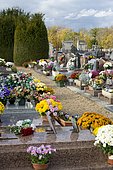 Chrysanthème (Chrysanthemum sp) en fleurs, Cimetière fleuri à la Toussaint.