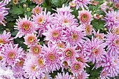 Florist's daisy (Chrysanthemum x grandiflorum) 'Rumba Pink flowers in autumn