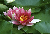 Water lily (Nymphaea sp) flowers