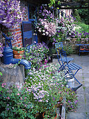 Small flowered courtyard in June with Felicia (Felicia sp), Lobelia (Lobelia sp), Clematis (Clematis sp), Petunia (Petunia sp), Pansy (Viola sp), Solanum (Solanum sp), Jardin de M. et Mme Vuylsteke, Belgium
