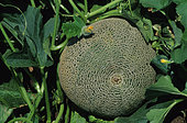 'Eindor' melon (Cucumis melo)