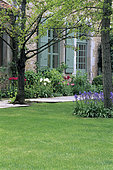 Lawn, Tulip (Tulipa sp) and Spanish Bluebell (Hyacinthoides hispanica), Les Orangeries, Poitou-Charentes, France