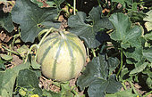 Melon 'Ardor F1' (Cucumis sativus), Fruit, Summer