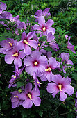 Rose of Sharon (Hibiscus syriacus) 'Oiseau Bleu'