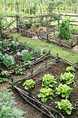 Vegetable garden in square. Salad, Lettuce (Lactuca sativa), Cabbage (Brassica oleracea). Heath Garden, Chevrier. France.