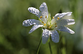 Dew on Greater Stitchwort (Stellaria holostea), field flower