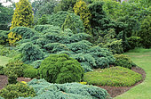 Conifer scene: Juniperus 'Blues Scarlet' (juniper), Thuya occcidentalis 'Danica', Cryptomeria japonica 'Cristata' (Japanese cedar). Waterppery Garden Oxford Shire.