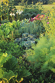 Flowered vegetable garden: Cabbage (Brassica oleracea), Carrot (Daucus carota), Chard (Beta vulgaris), Lus (Lilium), Godetia or satin flower (Godetia sp), Sunflower (Helianthus annuus)