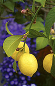 Lemon (Citrus limon) on the tree, Citrus fruit