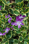 Greater Periwinkle (Vinca major) 'Variegata' flowers