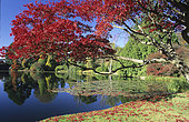 Lake Sheffield Garden: Vegetation around the lake and Water Planting in Autumn, Sussex, England