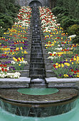 Waterfall: Water staircase with Pansy (Viola sp), Narcissus (Narcissus sp), Tulip (Tulipa sp). Mainau Garden, Lake Constance, Baden-Württemberg, Germany
