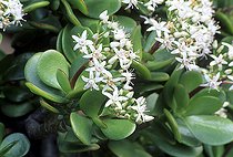 Arbre de Jade (Crassula ovata, Synonyme : Crassula argentea, Crassula arborescens). Arbuste succulent