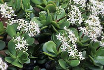 Arbre de Jade (Crassula ovata, Synonyme : Crassula argentea, Crassula arborescens). Arbuste succulent