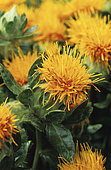 Safflower (Carthamus tinctorius) 'Orange Ball'