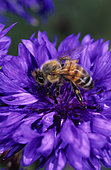 Honey bee (Apis mellifera) gathering a garden cornflower (Centaurea cyanus).