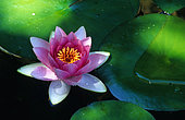 Water lily (Nymphaea sp), flower