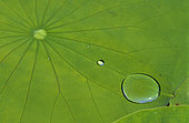 Dew drops on Water lily (Nymphaea sp) leaf