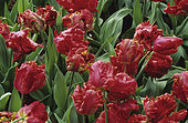 Parrot tulip 'Doorman's Record' in bloom in a garden