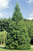 Giant sequoia (Sequoiadendron giganteum), Roseraie de Poitiers Floral Park, Vienne. France.