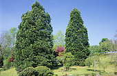 Giant sequoia (Sequoiadendron giganteum), Parc Floral d'Apremont-sur-Allier, Cher, France
