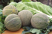 Melon 'Galia F1' (Cucumis melo), Fruits