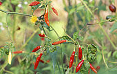 Hot pepper 'Oiseau' (Capsicum frutescens) in autumn