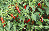 Hot pepper 'Oiseau' (Capsicum frutescens) in autumn