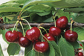 Cherry bigarreau 'Van' (Prunus cerasus) on the tree in summer