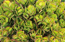 Plante jade (Crassula ovata= Crassula argentea) feuillage