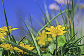Fig buttercup (Ranuinculus ficaria) flowers